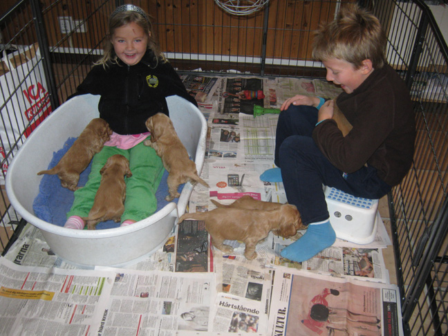 Dragongrdens Kennel